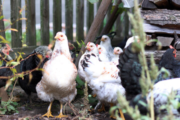 Chickens on a rural farm. Agriculture. Poultry breeding. Breeding chickens.