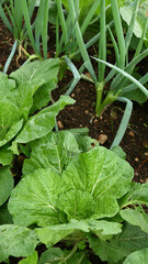 Green cabbage plants with wide leaves and several green leek plants growing lushly in wet garden soil