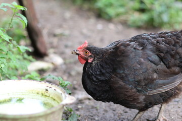 Chickens on a rural farm. Agriculture. Poultry breeding. Breeding chickens.