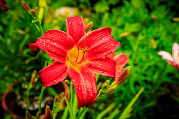 A red flower with droplets of water on it