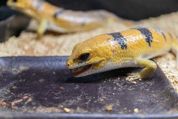 餌を食べるピーターズバンデッドスキンク