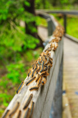 A group of caterpillars are crawling up a wooden railing