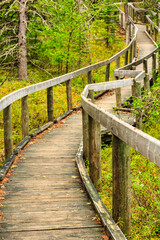 A wooden walkway with a path leading through the woods