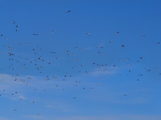 A flock of birds flying against a clear blue sky. Some birds form small groups, while others fly solo. A few clouds at the bottom add depth and contrast.