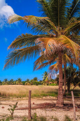 A palm tree is in a field with a fence in the background