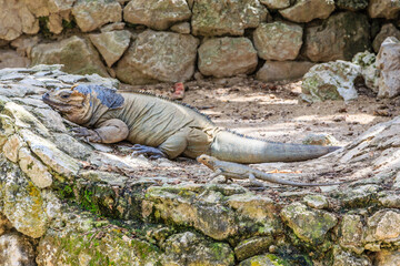A lizard is laying on a rock in a zoo enclosure