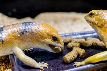 餌を食べるピーターズバンデッドスキンク
