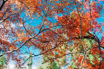 京都の源光庵の紅葉