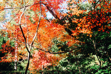京都の源光庵の紅葉