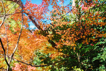 京都の源光庵の紅葉