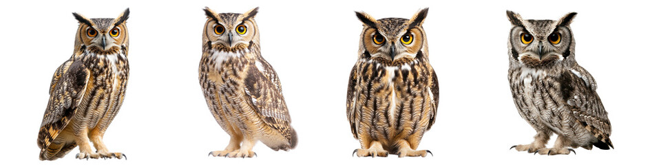 Naklejka premium Collection of Majestic Owls in Different Poses Against a Transparent Background