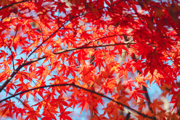 京都の源光庵の紅葉
