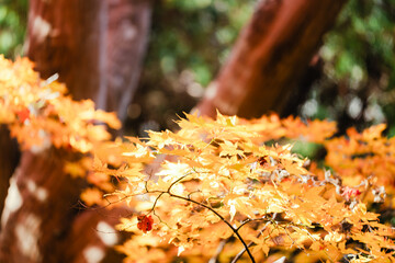京都の源光庵の紅葉