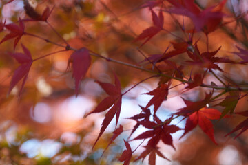 京都の源光庵の紅葉