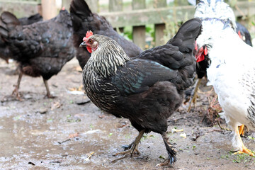 Chickens on a rural farm. Agriculture. Poultry breeding. Breeding chickens.