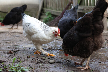 Chickens on a rural farm. Agriculture. Poultry breeding. Breeding chickens.
