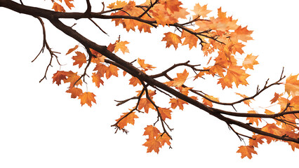 Fototapeta premium Maple tree branch in autumn on corner border, isolated on white background.AI GENERATED