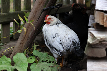 Chickens on a rural farm. Agriculture. Poultry breeding. Breeding chickens.