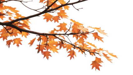 Maple tree branch in autumn on corner border, isolated on white background.AI GENERATED
