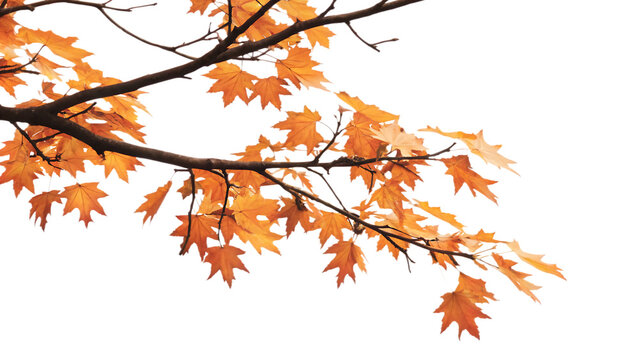 Maple tree branch in autumn on corner border, isolated on white background.AI GENERATED