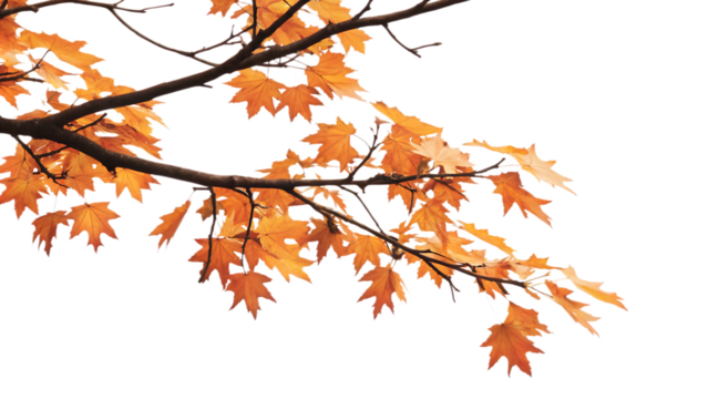 Maple tree branch in autumn on corner border, isolated on white background.AI GENERATED