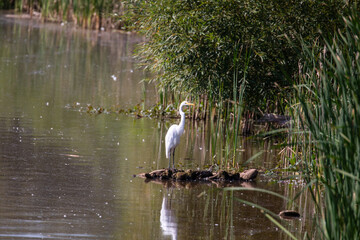 Egret
