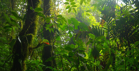 Bromeliad in the rain forest of Costa Rica