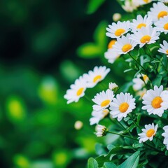 Fototapeta premium A vibrant display of white daisies with yellow centers, surrounded by lush green foliage, evoking a sense of tranquility and beauty.