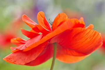 Fototapeta premium ポピーのダンスと共に