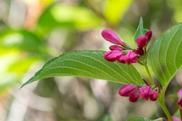 ピンク色が美しいベニウツギ