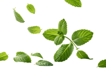 Mint leaves flying on white background.AI GENERATED