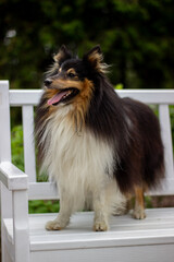 sheltie