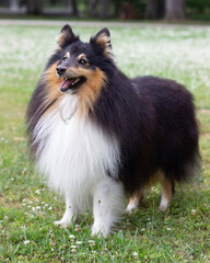 sheltie