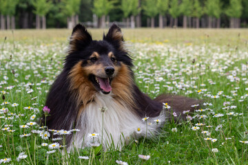 sheltie