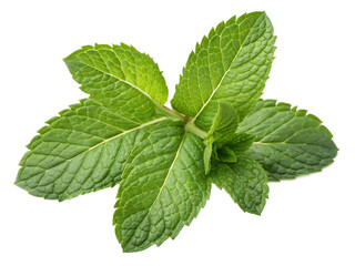 Mint leaves isolated on transparent background.AI GENERATED