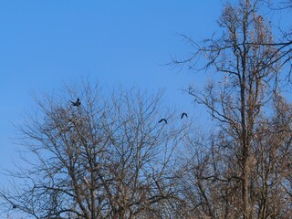Trees with bare branches against a clear blue sky. Three birds are perched and flying. One bird is on the left branch, while two others are flying to the right. A tranquil scene.