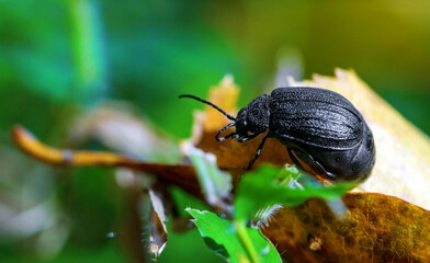 Black beetle Lochmaea caprea close up in the wild
