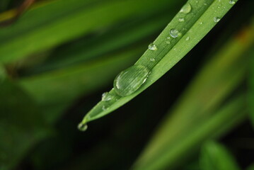 clear dew on the green leaves that hang down