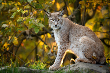 Eurasian lynx ( Lynx lynx ) close up © Piotr Krzeslak