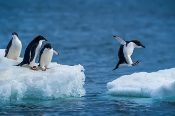 Selbstklebende Fototapeten Adelie penguin jumping between two ice floes © Nick Dale