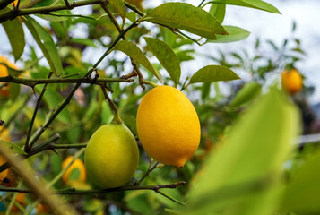 Close-up of ripening lemon fruits hanging on a tree