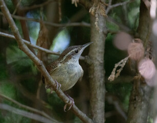 Carolina Wren