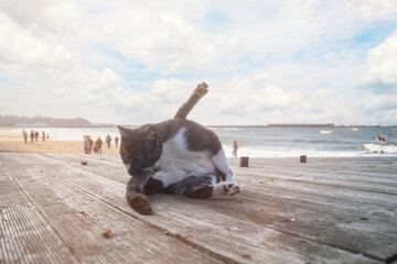 A street cat licks itself on a wooden floor outside. A cat washes itself on the embankment near the...