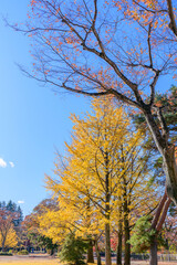 Fototapeta premium 晩秋の杜の都仙台を歩く 