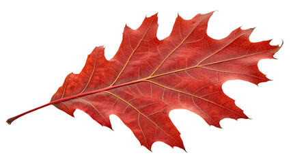 Fototapeta premium Oak leaf in yellow on white background.AI GENERATED