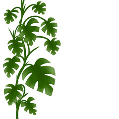 Illustration of tropical monstera leaves