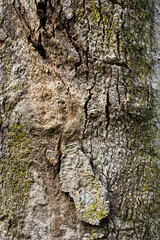 the bark of a tree is very strong in texture