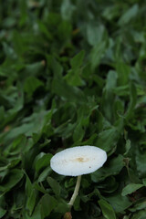 a white mushroom tree with umbrella-like leaves