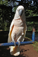 a yellow-crowned white parrot

