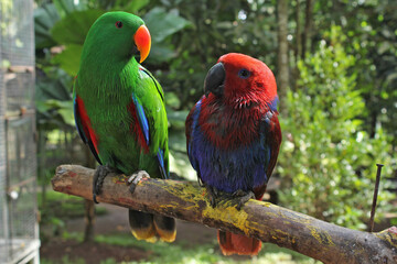 A pair of bright red and blue parrots were perched on a tree trunk